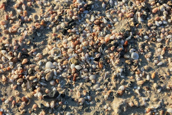 Conchas Fechar Costa Mar Praia Areia Vermelha Elafonisi Creta Grécia — Fotografia de Stock