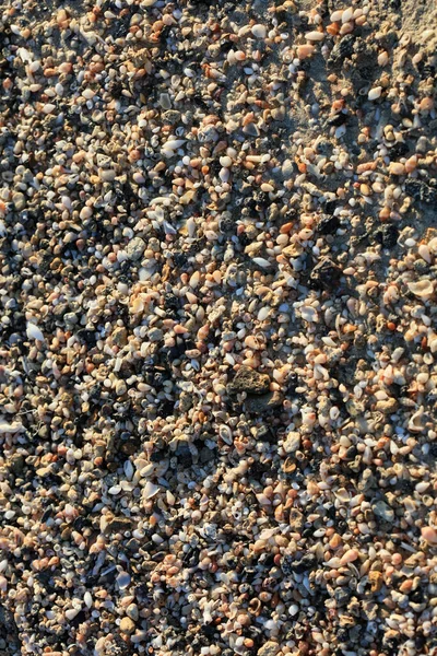 Muscheln Close Meerküste Roter Sand Strand Elafonisi Crete Griechenland Covid — Stockfoto