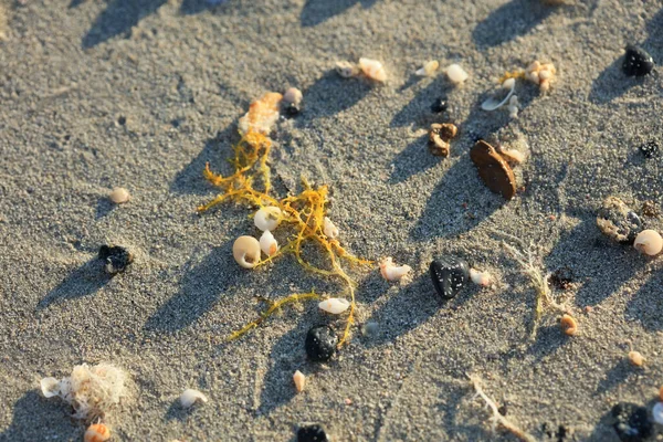 貝殻を閉じる海の海岸赤砂ビーチElafonisi具体的なギリシャCovid 19休日高品質のプリント50メガピクセル — ストック写真