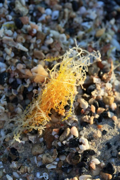 Shells Close Sea Coast Red Sand Beach Elafonisi Crete Greece — Stock fotografie