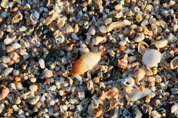 Κοχύλια Close Ακτή Θάλασσα Κόκκινη Αμμουδιά Παραλία Ελαφονήσι Τσιμεντένιο Ελλάδα — Φωτογραφία Αρχείου