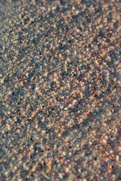 Muscheln Close Meerküste Roter Sand Strand Elafonisi Crete Griechenland Covid — Stockfoto