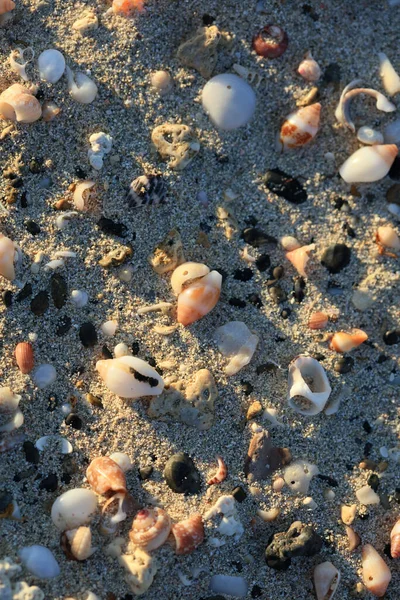 Conchas Cerca Costa Del Mar Arena Roja Playa Elafonisi Creta — Foto de Stock