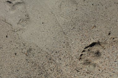 Sahilde kumsal zemininde makro arka plan covid-19 haziran mevsimi creta adası Yunanistan modern yüksek kaliteli baskılar