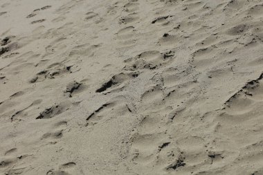 Sahilde kumsal zemininde makro arka plan covid-19 haziran mevsimi creta adası Yunanistan modern yüksek kaliteli baskılar