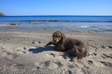 Kahverengi köpek portresi yakın plajda lagotto romagnolo truffle avcısı Yunan yapımı covid-19 sezonluk modern yüksek kaliteli baskı