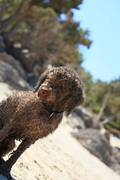 Brun Hund Porträtt Närbild Stranden Lagotto Romagnolo Tryffel Jägare Betong — Stockfoto