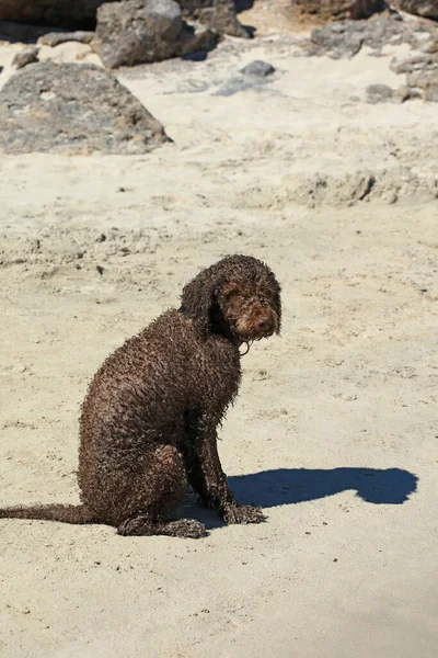 Braunes Hundeporträt Aus Nächster Nähe Strand Lagotto Romagnolo Trüffelsucher Beton — Stockfoto
