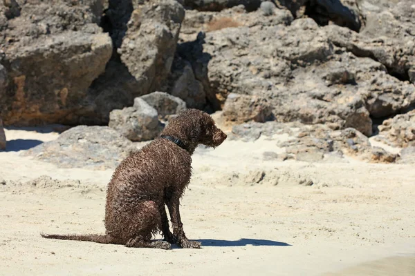 Brown Dog Portrait Close Beach Lagotto Romagnolo Truffle Hunter Crete — Φωτογραφία Αρχείου