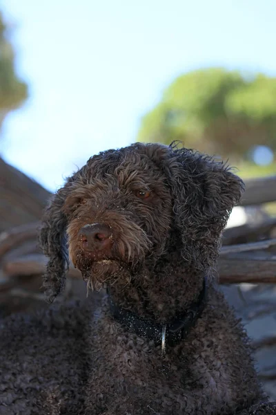 Braunes Hundeporträt Aus Nächster Nähe Strand Lagotto Romagnolo Trüffelsucher Beton — Stockfoto