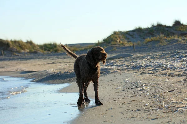 Портрет Коричневой Собаки Крупным Планом Пляже Lagotto Romagnolo Трюфели Охотник — стоковое фото