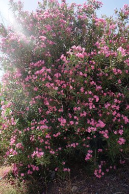 Çiçek çalısı zakkum zakkum apocynaceae familyası frangokastelo Beton Adası yüksek kaliteli baskı