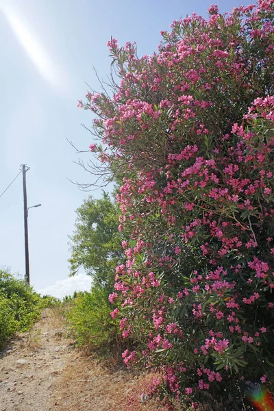 Цветок Семейства Apocynaceae Frangokastelo Crete Island Высокого Качества — стоковое фото