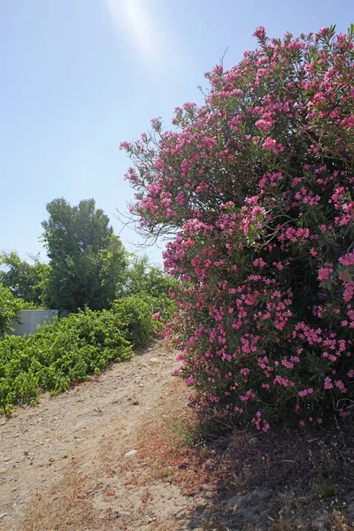 Цветок Семейства Apocynaceae Frangokastelo Crete Island Высокого Качества — стоковое фото