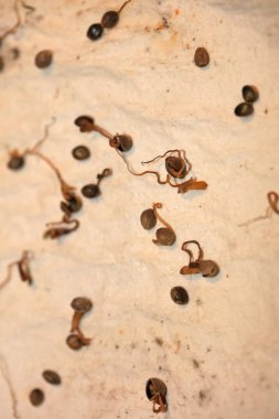 Esrar ölü tohumlar yüksek kalitede modern baskılar 50 megapiksel