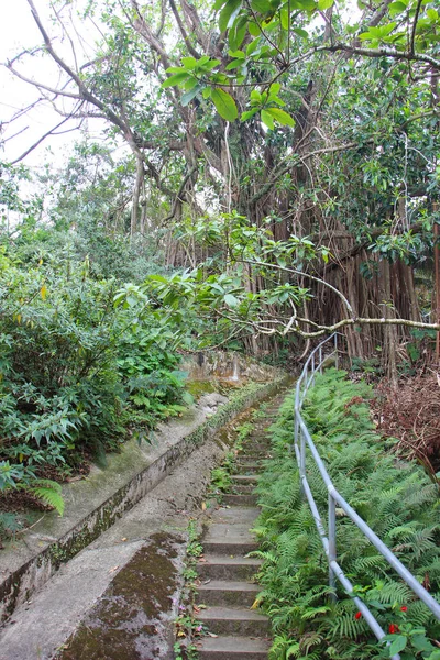 Dark green of the forest, Hong Kong