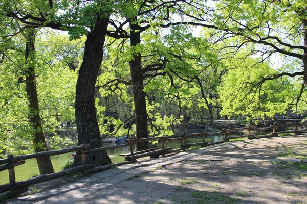 İlkbaharda Park'taki meşe ağaçları