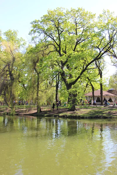 Grande Carvalho Parque Junto Lago — Fotografia de Stock