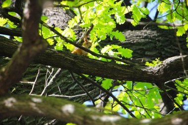 Park, Saratov bölgesinde bir ağaç üzerinde Sincap