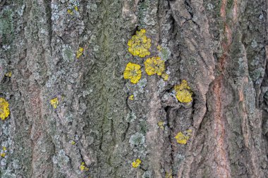 Rustik tarzda arka plan için eski ahşap dokusu. Metin için özgür yer. Yaşlı ağaç kabuğu.
