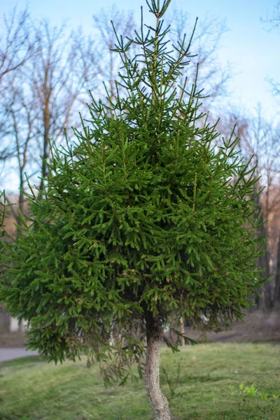 Een kleine eenzame dennen groeit op een lege heuvel — Stockfoto