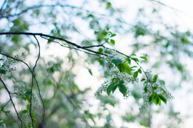 Güneşli bir günde açan bahar ağacının yakından görünümü