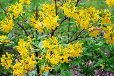 Güneşli bir günde açan bahar ağacının yakından görünümü