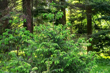 Güneşli havalarda yaz aylarında kozalaklı orman