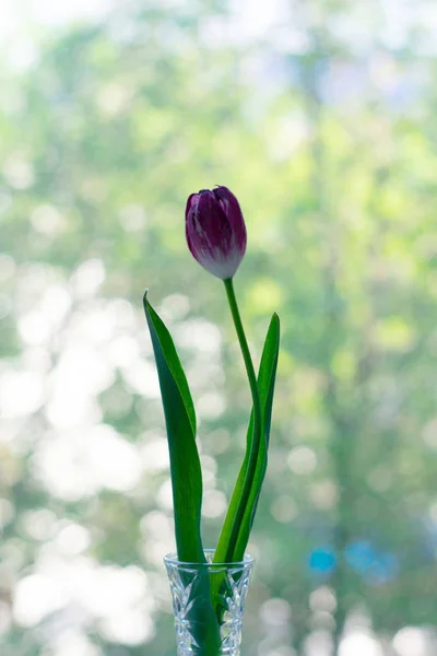 Red flowers in a vase on bokeh background with sunlight pattern. Postcard concept