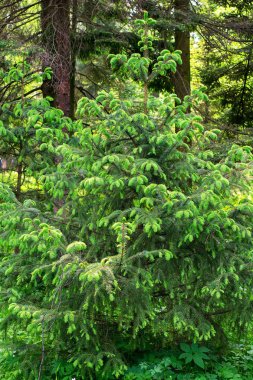 Güneşli havalarda yaz aylarında kozalaklı orman