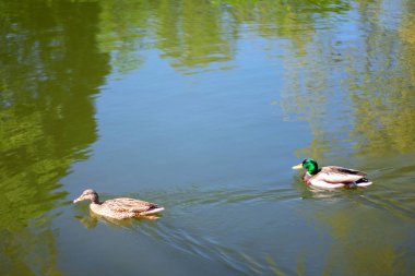 İki kuş Mallard ördek göl veya nehir Şehir Parkı içinde yüzerler. İlkbahar veya yaz günü