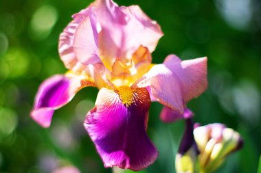 Çiçek iris yakın yeşil bir arka plan üzerinde