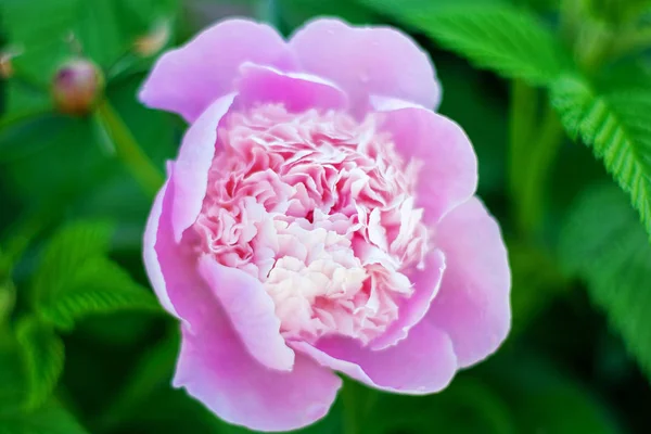 Fiore di peonia rosa nel giardino estivo — Foto Stock