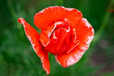 Yeşil arka planda kırmızı haşhaş çiçeği