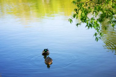 İki kuş Mallard ördek göl veya nehir Şehir Parkı içinde yüzerler. İlkbahar veya yaz günü