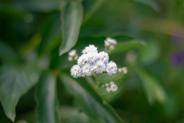 Güneşli bir yaz gününde beyaz çiçek