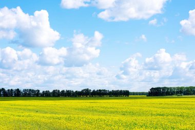 Kolza çiçeği tarlası. İlkbahar veya yaz aylarında mavi gökyüzü ile çiçek Sarı alan.