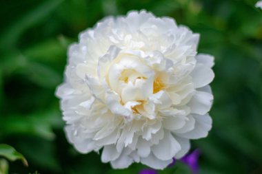 Doğal yeşil yaprakları arka plan üzerinde beyaz şakayık.