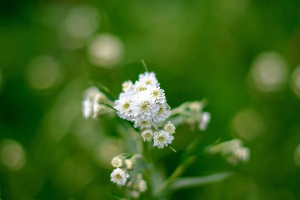 White flower on a sunny summer day — Stock Photo, Image