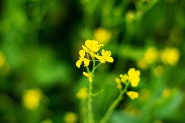 Baharda sarı çiçeklerden oluşan bir tarla. Güzel çayır arka plan