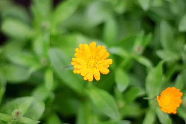 Flor amarela Calêndula no jardim verde — Fotografia de Stock