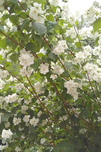 Green leaves and white flowers of jasmine on a bush — Stock Photo, Image