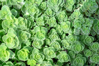 Sulu sulu dikdörtgen düzenleme. Ekicide kaktüs sulu