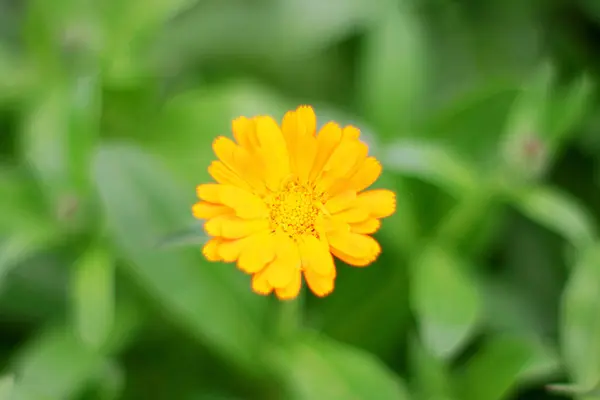 Flor amarela Calêndula no jardim verde — Fotografia de Stock