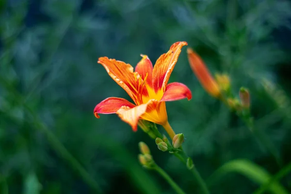Helder oranje lelie bloemen in een zonnige tuin — Stockfoto