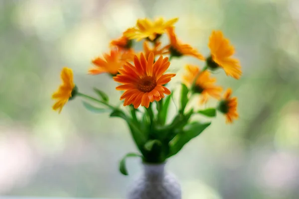 Flores em um vaso no fundo bokeh com padrão de luz solar. Conceito de cartão postal — Fotografia de Stock