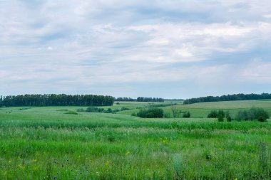 Güzel bir çim ve mavi gökyüzü ile yeşil arka plan