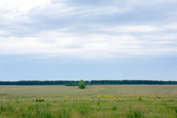 Зеленый фон с красивым газоном и голубым небом — стоковое фото