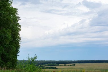 Güzel bir çim ve mavi gökyüzü ile yeşil arka plan