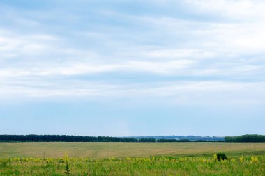 Güzel bir çim ve mavi gökyüzü ile yeşil arka plan